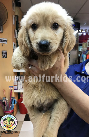 Quality Male Golden R2etriever Puppy  - Golden Retriever Dog
