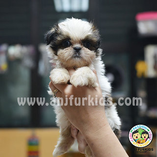 Quality Male1 Mini Shih Tzu Puppies - Shih Tzu Dog