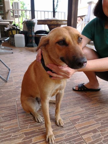 Dog For Adoption - Mixed Breed Dog