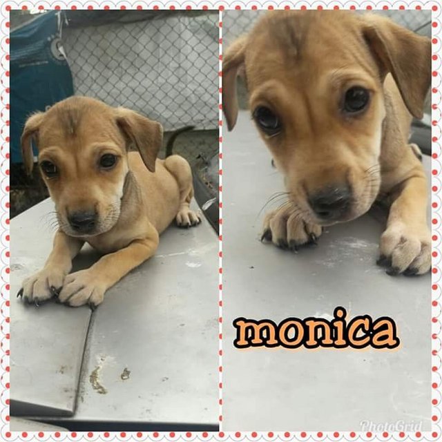 Monica - Mixed Breed Dog