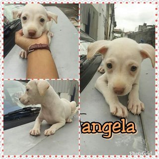 Angela - Mixed Breed Dog