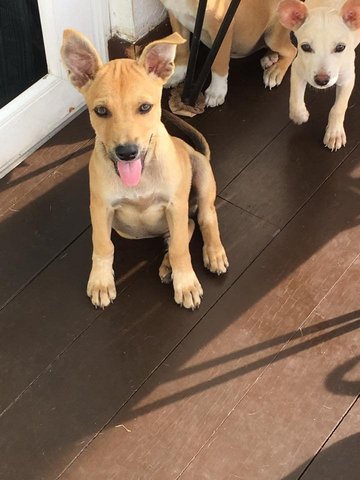 Cocoa - Mixed Breed Dog