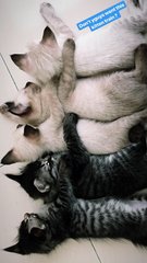 5 Kittens For Immediate Adoption - Domestic Medium Hair Cat