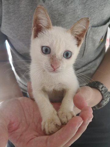 Blue Eyed Tail-less Kitten  - Domestic Short Hair Cat