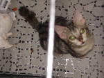 Koko - Bengal + Domestic Short Hair Cat