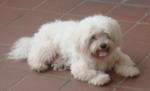 Casper - Bichon Frise Dog