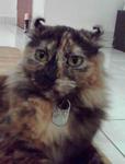 Mysuri Ratnasari - American Curl Cat