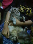 Comel - Domestic Medium Hair Cat