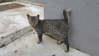 Tabie Boy - Domestic Short Hair Cat