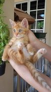 Pinki - Domestic Medium Hair Cat