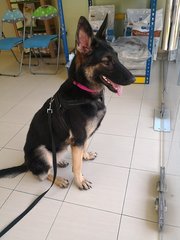 Sonje - German Shepherd Dog Dog
