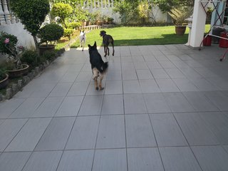 Sonje - German Shepherd Dog Dog