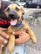 Happy Guard  - Mixed Breed Dog