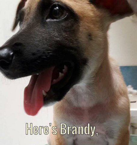 Brandy - Belgian Shepherd Malinois Mix Dog