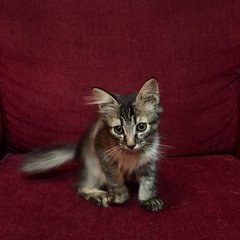 Luna - Domestic Long Hair Cat