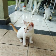 Alvin - Domestic Short Hair Cat