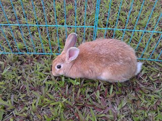 Chen Bb - Bunny Rabbit Rabbit