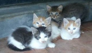 Cute Kittens (4) - Calico + Domestic Short Hair Cat