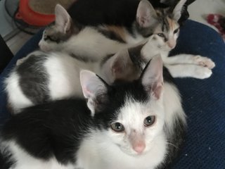 Mochi And Siblings - Domestic Short Hair + Calico Cat