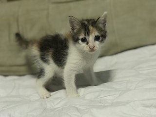 Mochi And Siblings - Domestic Short Hair + Calico Cat