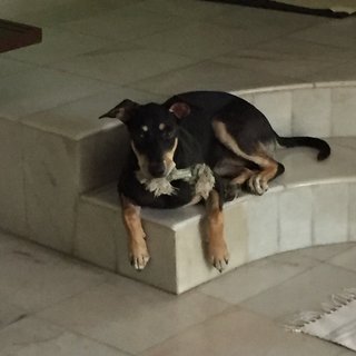 Loki - Mixed Breed Dog