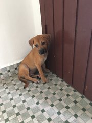 Rufus - Mixed Breed Dog