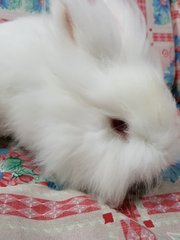 Cotton - Angora Rabbit Rabbit