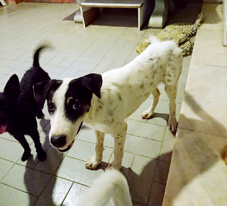 Po (B&amp;w Male) Jolie (Brown White Female) - Mixed Breed Dog