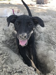Cola's first time to the beach! (female)