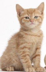 Nachos  - Domestic Short Hair Cat