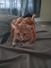 Boi Boi - Singapura Cat