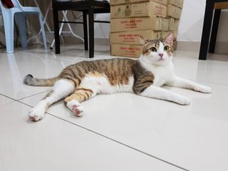 Moon - Domestic Short Hair Cat