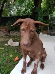Cocoa - Labrador Retriever Mix Dog