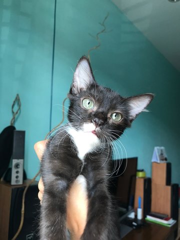 Miu Ciu, Small Black, Orengy &amp; Teleng - Domestic Medium Hair + Domestic Short Hair Cat