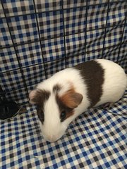 Meiji - Guinea Pig Small & Furry