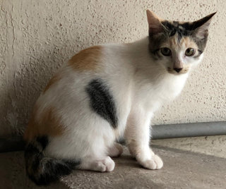 Mocha C - Domestic Short Hair Cat