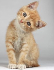 Peanut  - Domestic Short Hair Cat