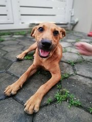 Yoda - Mixed Breed Dog