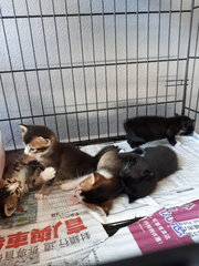 5 Kittens - Domestic Short Hair Cat