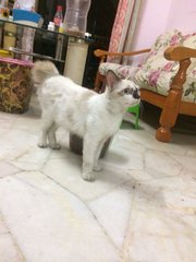 PF87837 - Domestic Medium Hair Cat