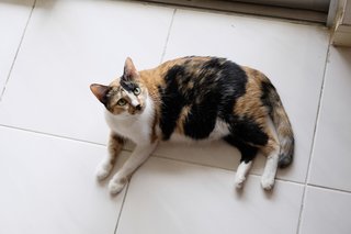 Mama - Domestic Short Hair Cat