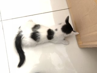 Active Kitten - Domestic Medium Hair + Domestic Short Hair Cat