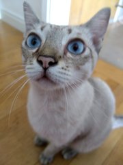 Blue - Domestic Medium Hair Cat