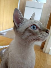 Blue - Domestic Medium Hair Cat