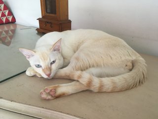 Bishma - Domestic Medium Hair Cat
