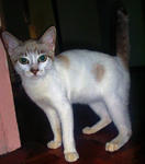 Chip - Domestic Short Hair + Tonkinese Cat