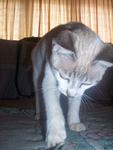 Chip - Domestic Short Hair + Tonkinese Cat