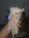 Burn - Persian Cat