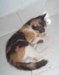 Shorty &amp; Sweety - Domestic Short Hair Cat