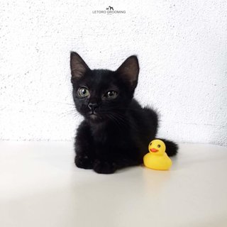 Full Black Kitten - Domestic Short Hair Cat